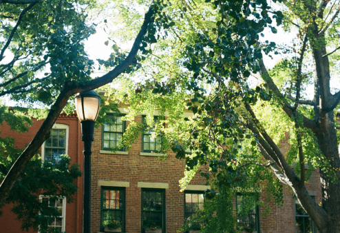 Tree-lined street with sunlight shining on brick buildings in Brooklyn.